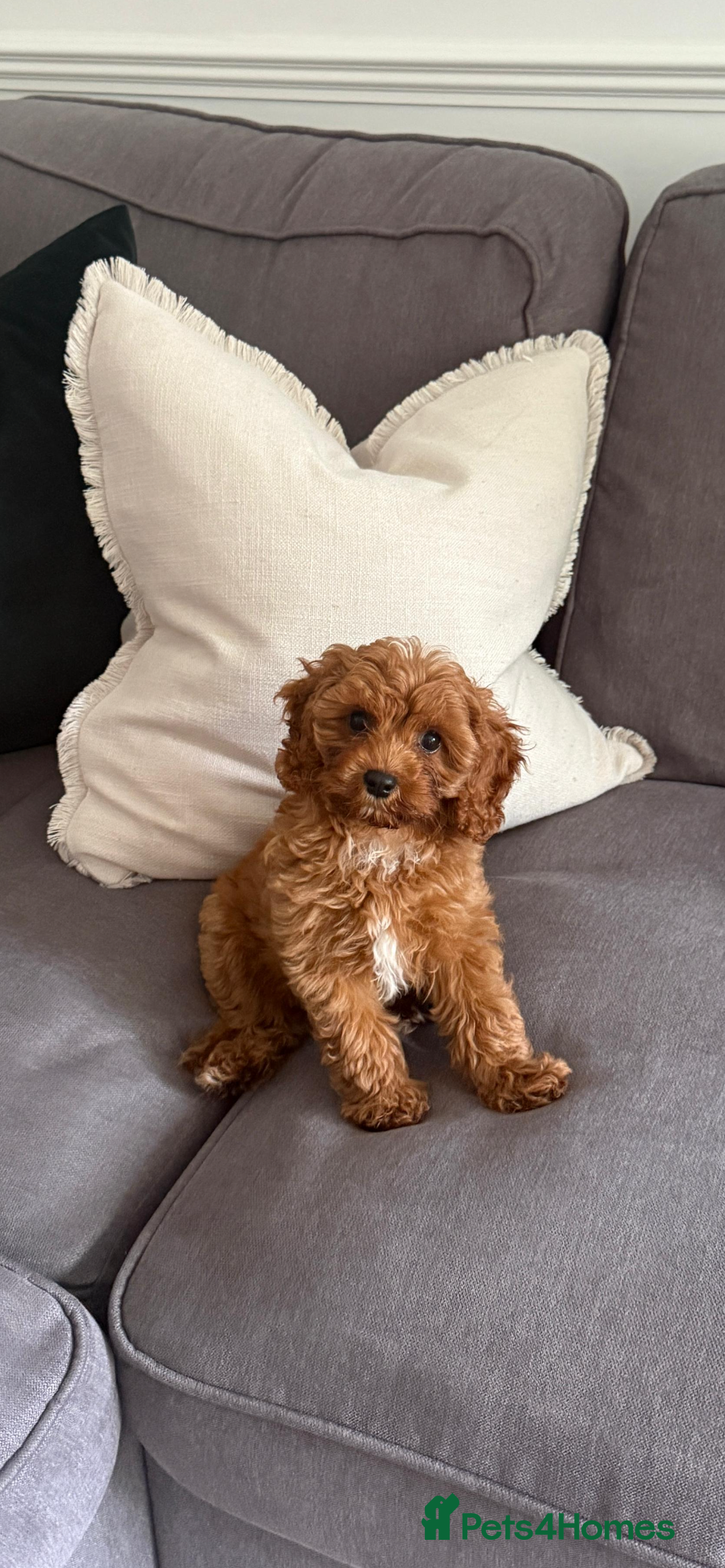 Cavapoo dogs for sale: Top Class Extensively tested Toy Cavapoo pups - Advert 7