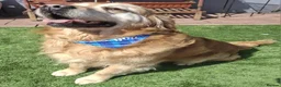 Golden Retriever dogs for sale: Gorgeous golden retriever puppies! - Advert 10