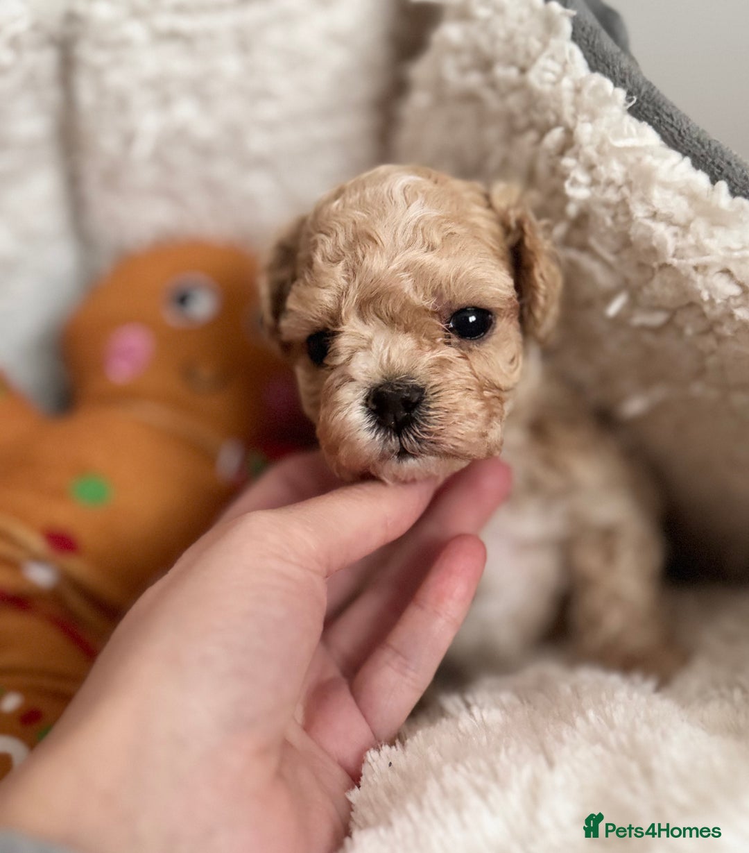 Maltipoo dogs for sale: ✨One in a Million Asian/Korean Maltipoo Girls✨ - Advert 9