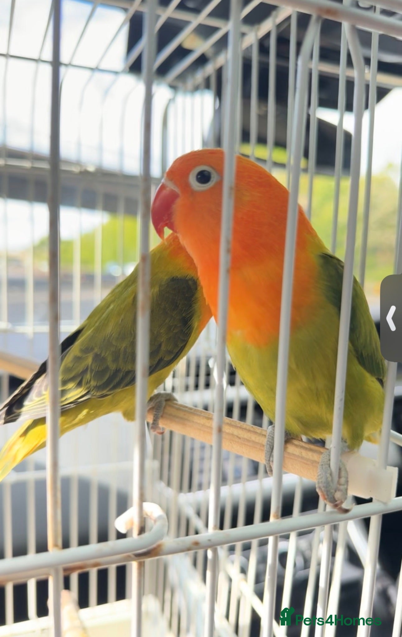 Lovebirds birds 2 lovebirds for rehoming  - Advert 1