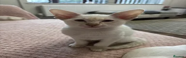 Siamese Kitten 1