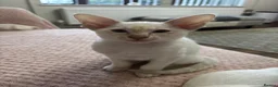 Siamese cats for sale: GCCF registered Siamese kittens - Advert 3