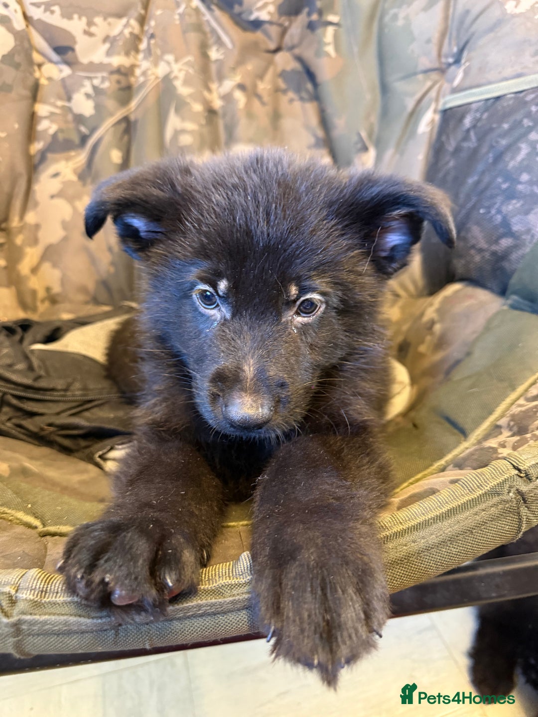 German Shepherd dogs for sale: Puppy’s for sale - Advert 3