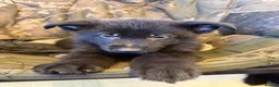 German Shepherd dogs for sale: Puppy’s for sale - Advert 3