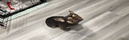 French Bulldog dogs for sale: Pedigree French bulldog. - Advert 3