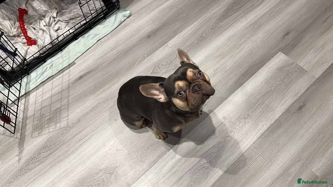 French Bulldog dogs for sale: Pedigree French bulldog. - Advert 3