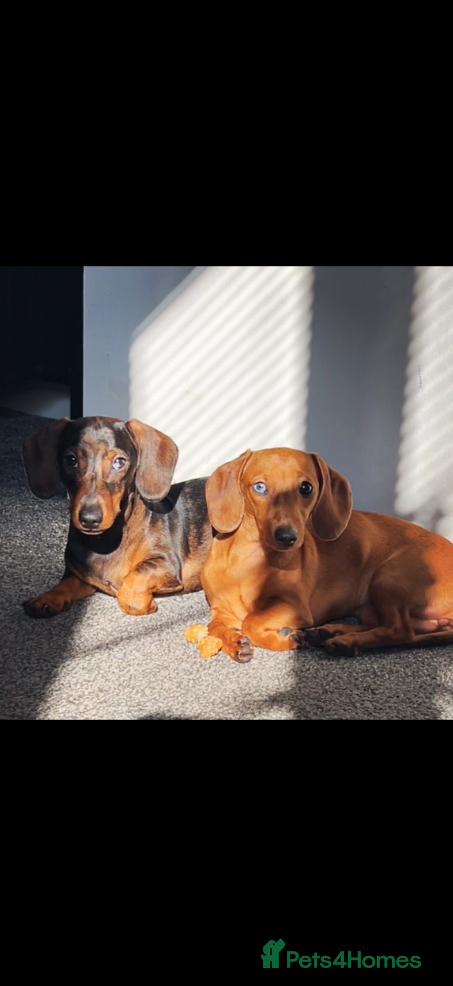 Miniature Dachshund dogs 2 miniature dachshunds 1 year old - Advert 1