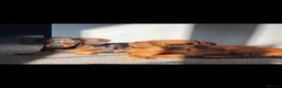 Miniature Dachshund dogs for sale: 2 miniature dachshunds 1 year old - Advert 1