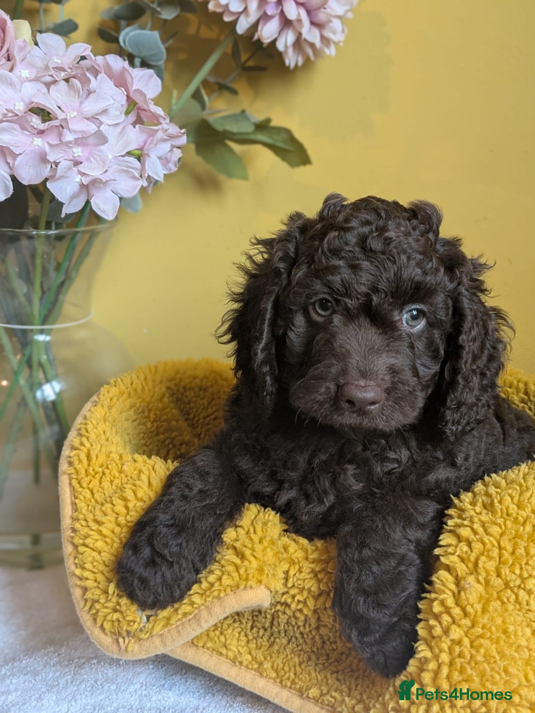 Cockapoo dogs for sale: Gorgeous Cockapoo puppies - Image 6