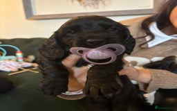 Cocker Spaniel dogs for sale: Working cocker spaniels for sale  - Image 15