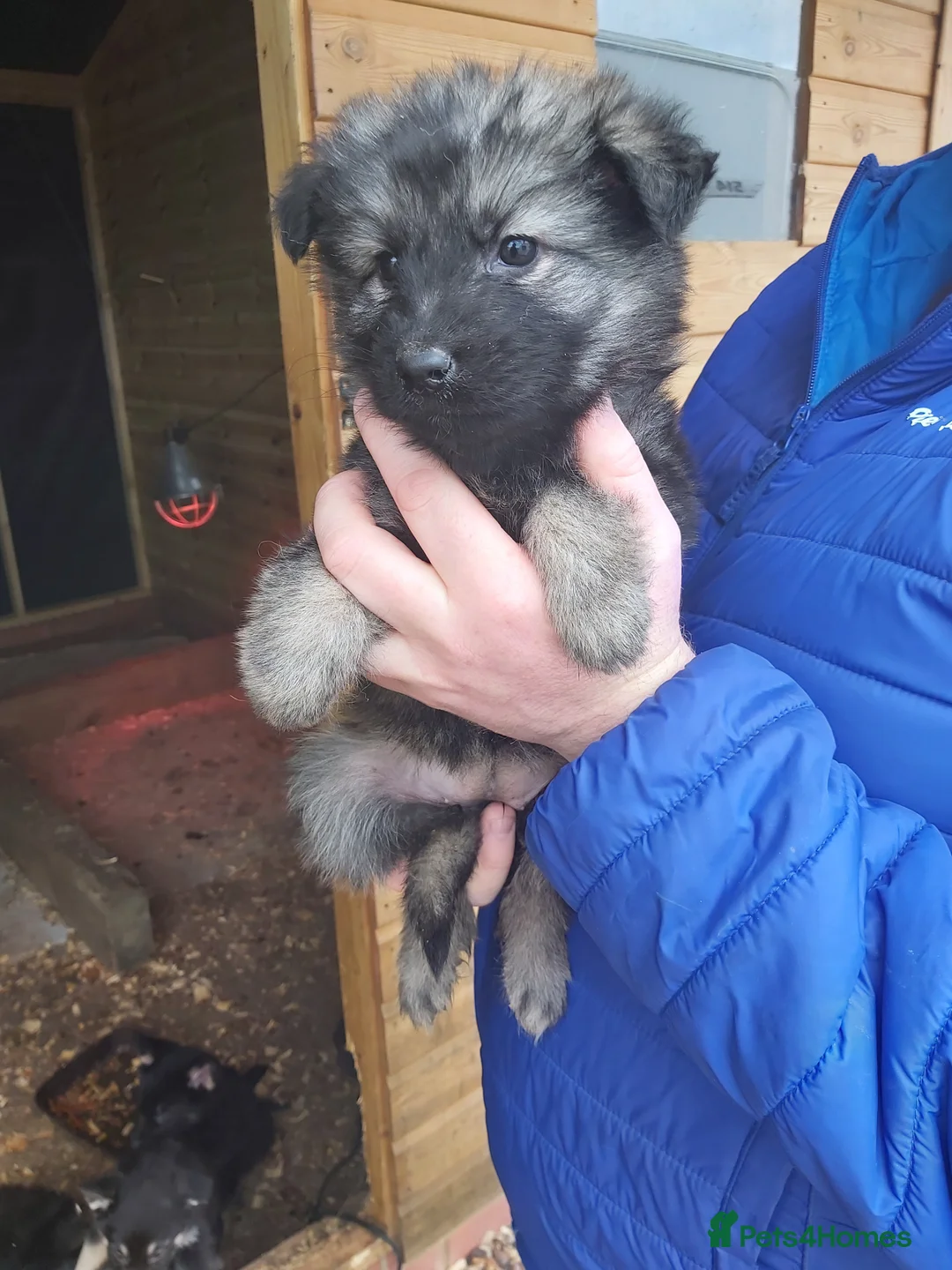 German Shepherd dogs for sale: 6 German shepherd pups - Advert 5