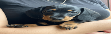 Miniature Dachshund Puppy 1