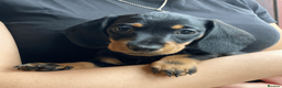 Miniature Dachshund dogs for sale: KC Reg. Miniature Smooth Haired Dachshund Puppies in Fordingbridge - Advert 10