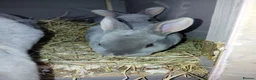 Rex rabbits for sale: Beautiful rex babies  - Advert 4