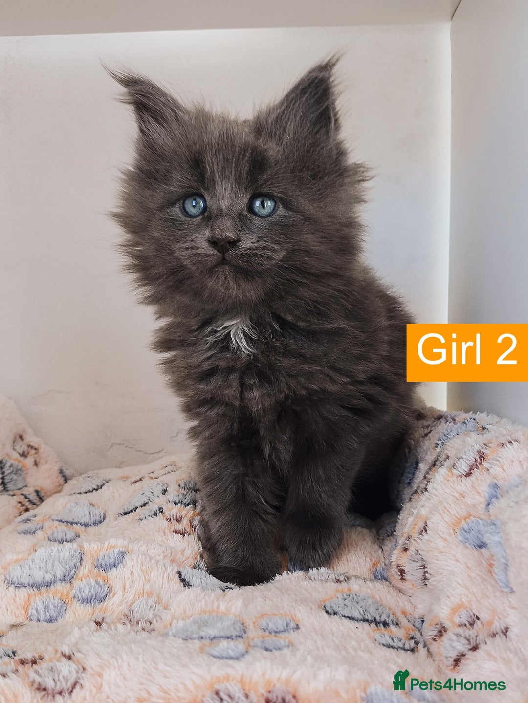 Maine Coon cats for sale: Blue Maine coon kittens + DNA health tested  - Advert 23