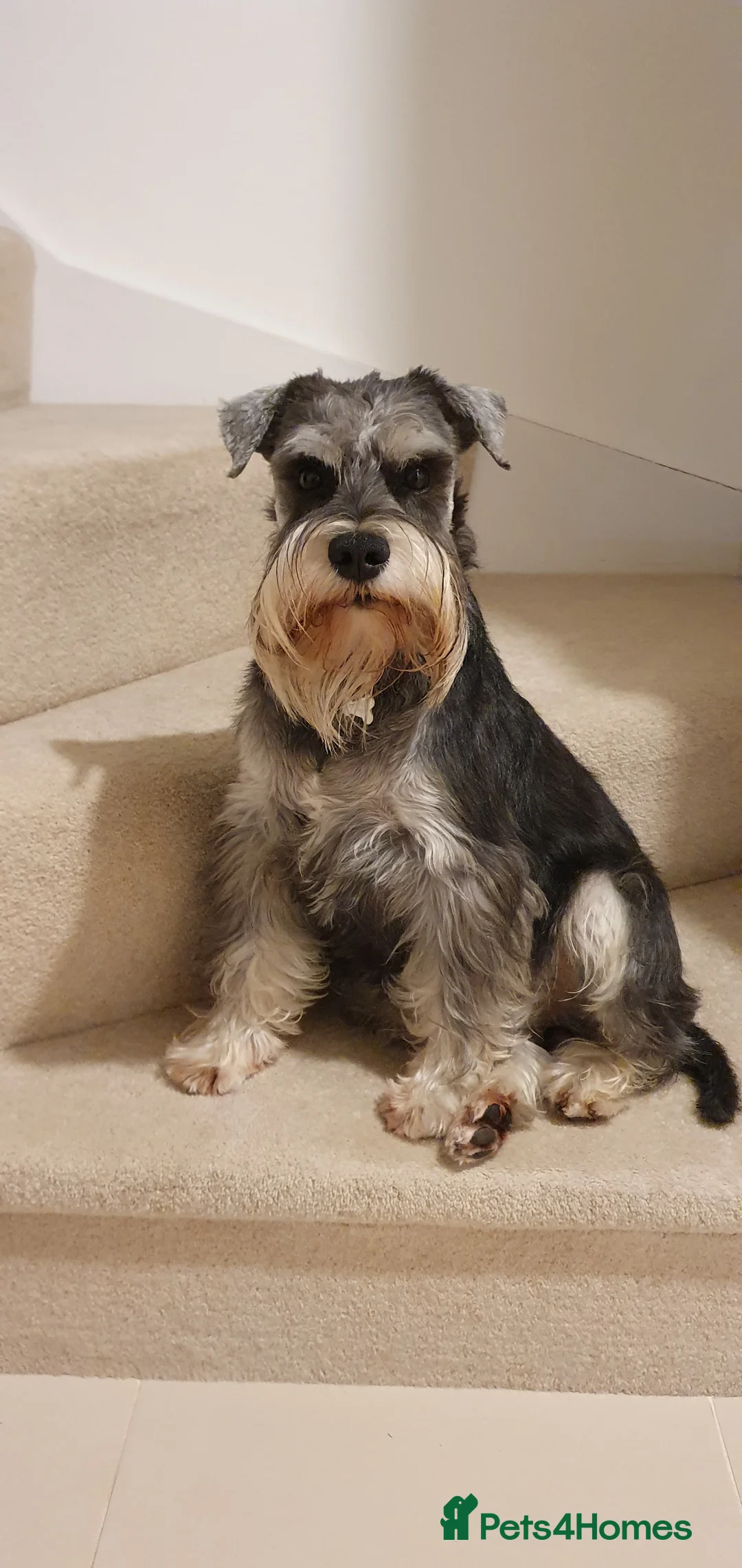 Miniature Schnauzer dogs for stud: Handsome black and silver Miniature Schnauzer  in Cambridge - Advert 8