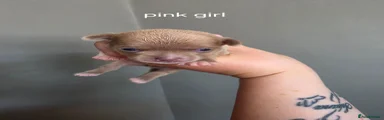 Chihuahua 3