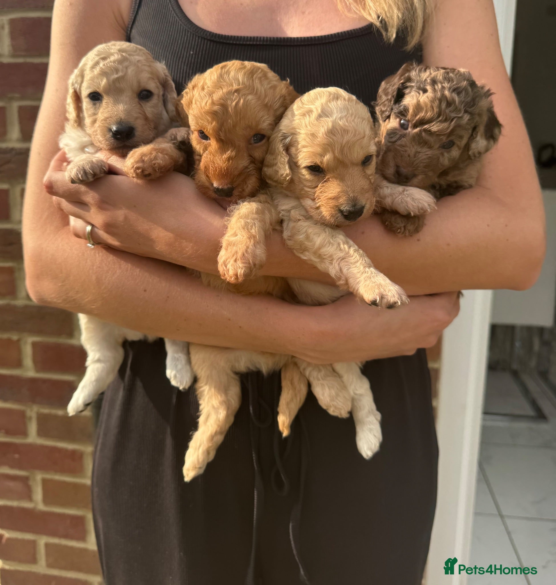 Cockapoo dogs Cockapoo F1BB Puppies - Advert 1