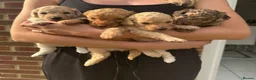 Cockapoo dogs for sale: Cockapoo F1BB Puppies - Advert 1