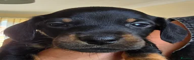 Kylo