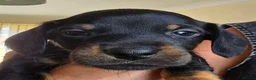 Dachshund dogs for sale: 7 beautiful dachshund puppies  in Deeside - Advert 3