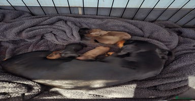 Miniature Dachshund dogs - Advert 6