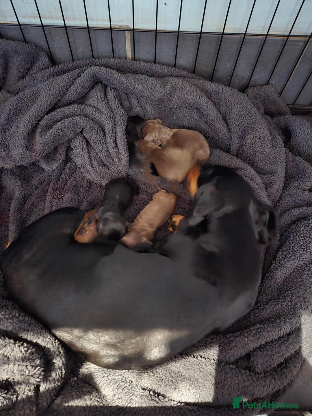 Miniature Dachshund dogs for sale: Minature dachsund puppies - Image 2