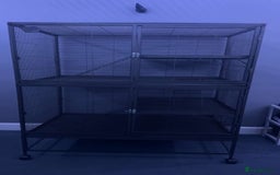 Rat rodents for sale: 7 female rats - Advert 1