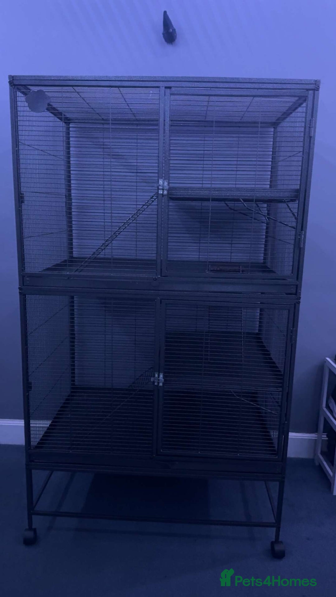 Rat rodents for sale: 7 female rats - Advert 1