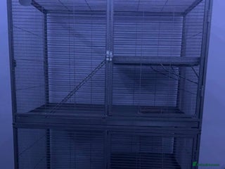 Rat rodents 7 female rats - Advert 1