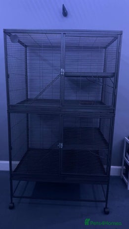 Rat rodents 7 female rats - Advert 1