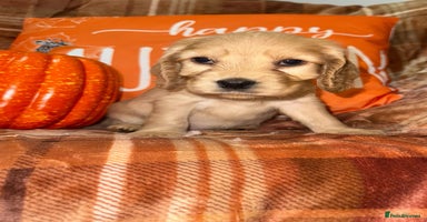 Cocker Spaniel dogs - Advert 12