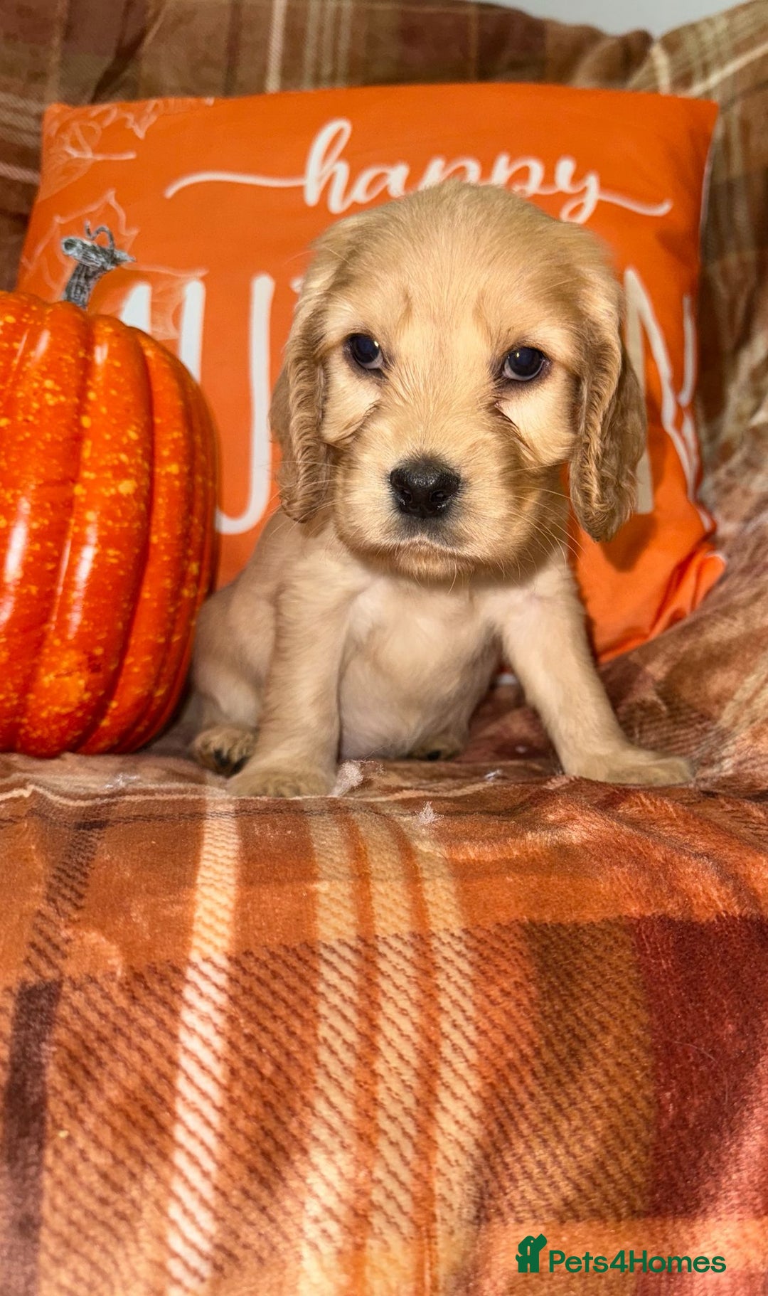 Cocker Spaniel dogs for sale: 🧡💛❤️Stunning KC Show Cocker Spaniels❤️🩷🧡 - Image 23