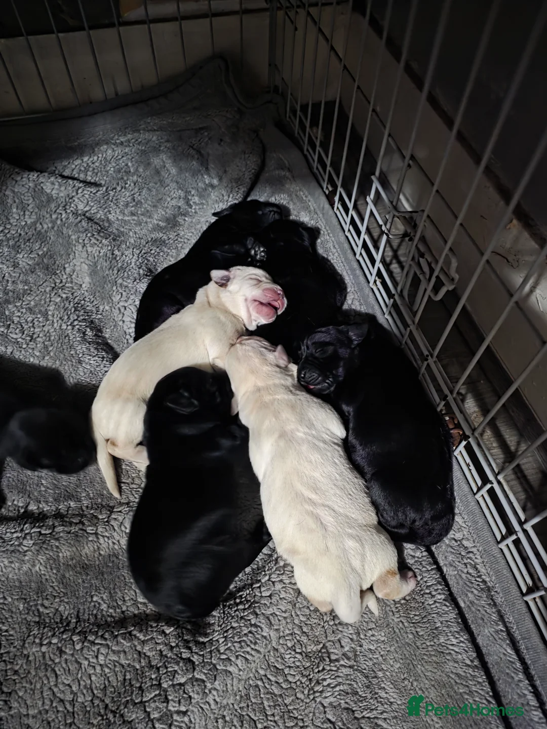 Labrador Retriever dogs for sale: Labrador pups for sale - Advert 7