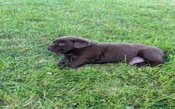 Labrador Retriever dogs for sale: 6 Adorable Chocolate Labs for Sale - Image 21