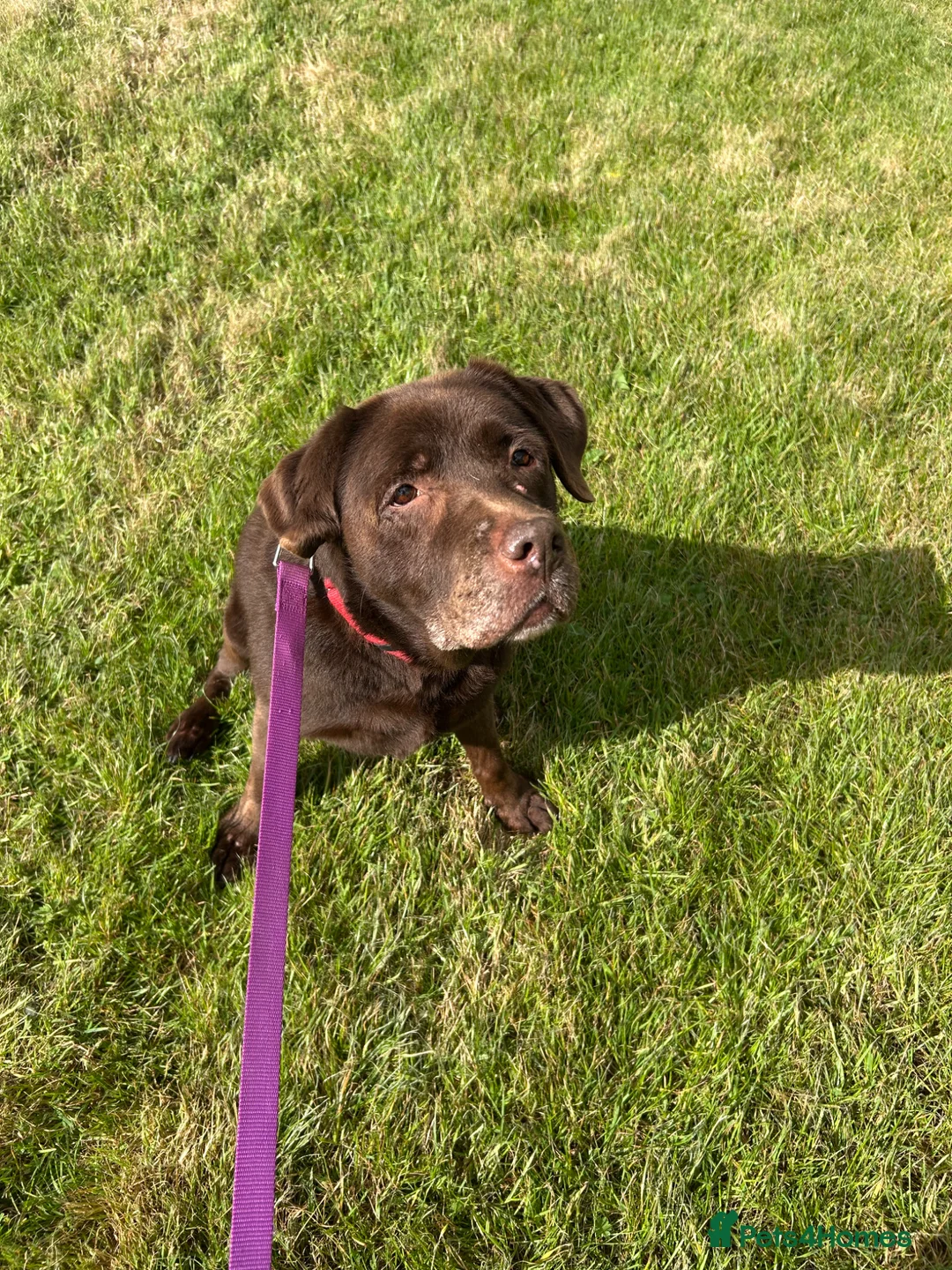 Labrador Retriever dogs for sale: Chocolate Labrador  - Advert 1