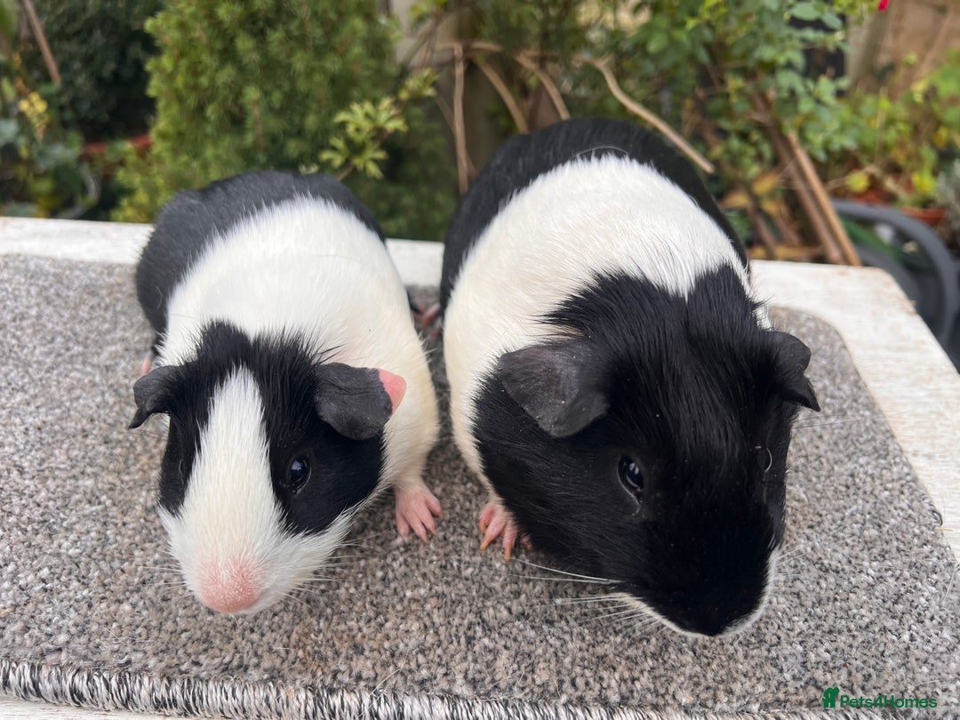 Guinea Pig rodents for sale: Pair of bonded boars - Father and son - Advert 5