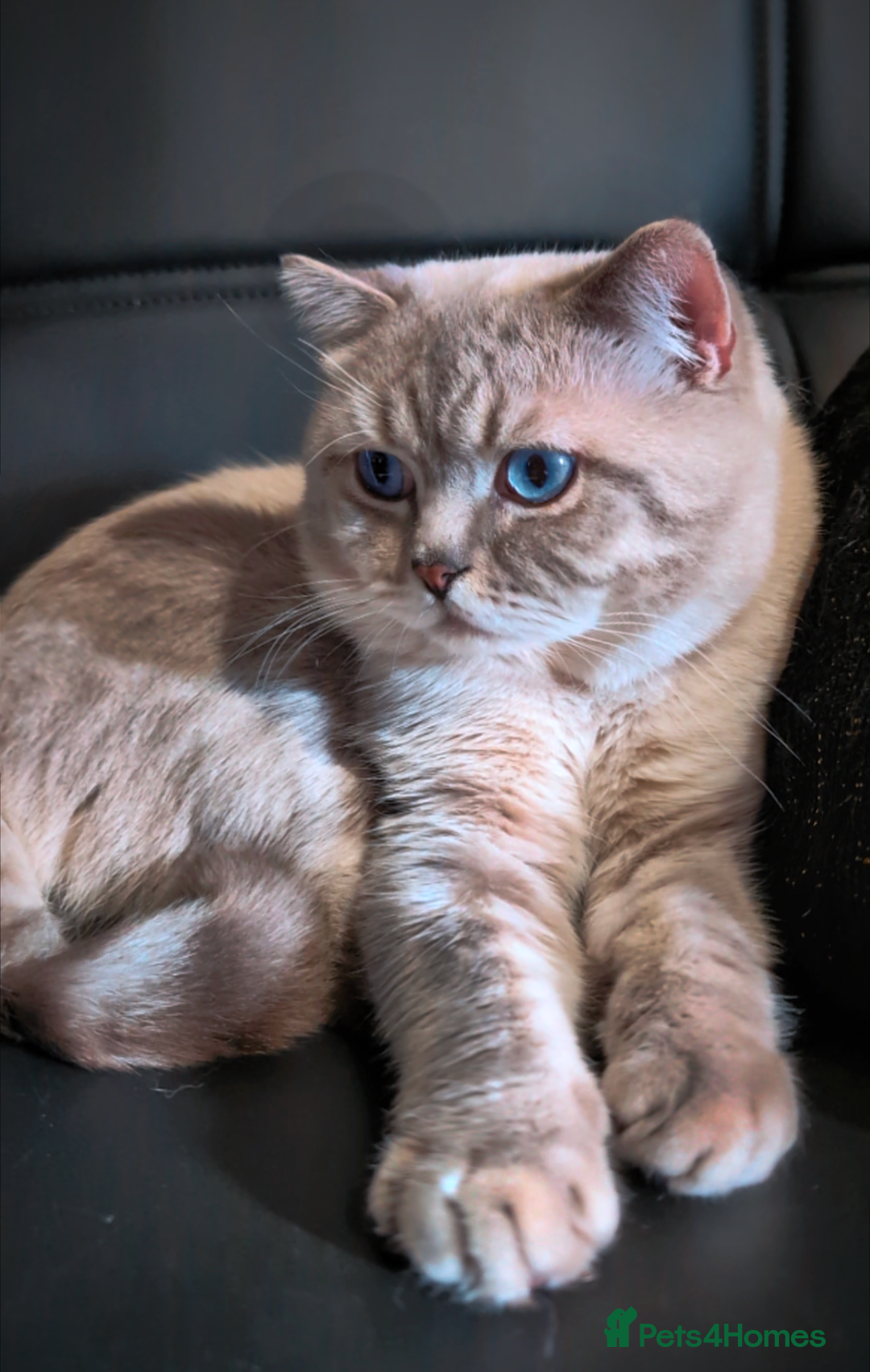 British Shorthair cats for stud: 🏆GCCF & TICA reg🪩BSH COLORPOINT🟥STUD - Advert 6