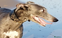 Whippet dogs for stud: Blue whippet at Stud  - Image 2