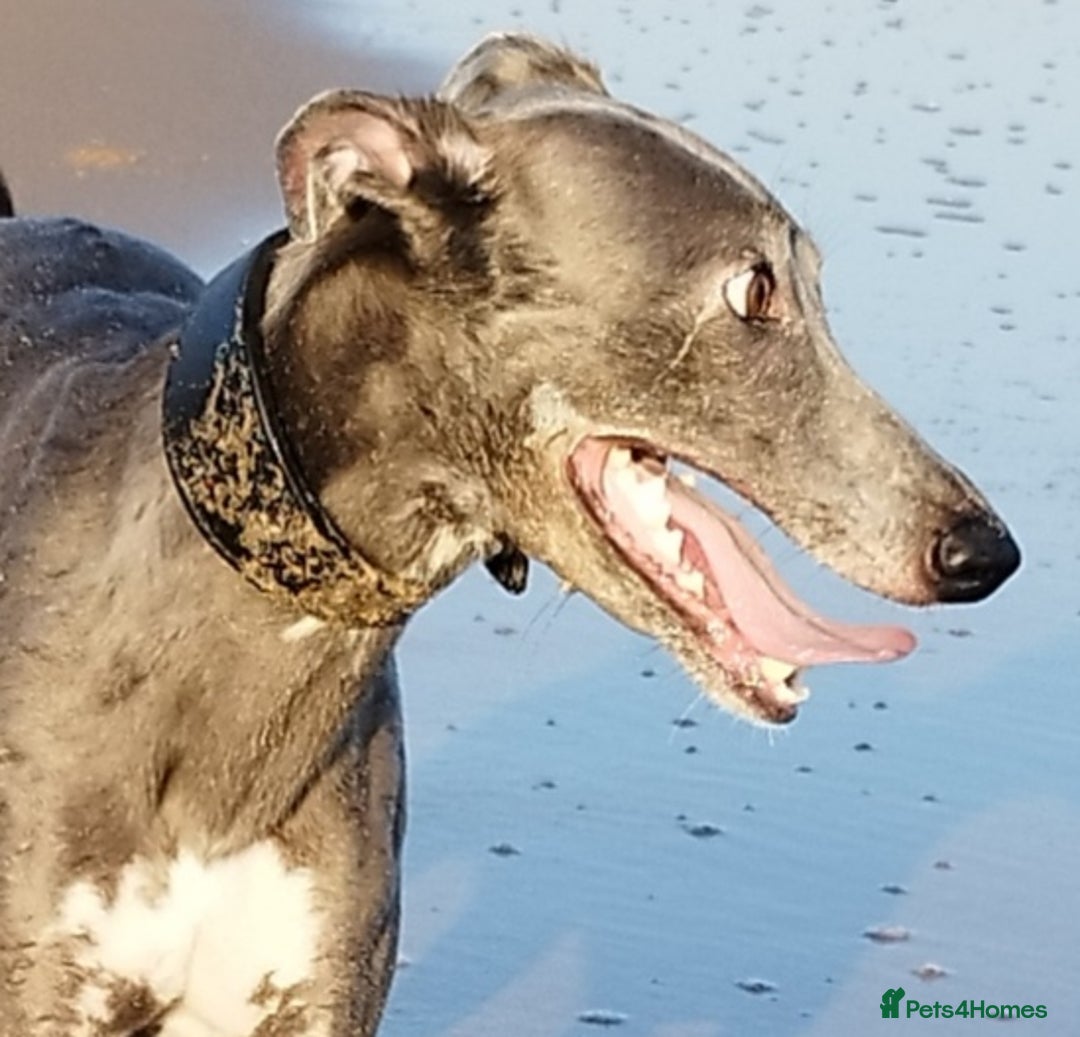 Whippet dogs for stud: Blue whippet at Stud  - Image 2