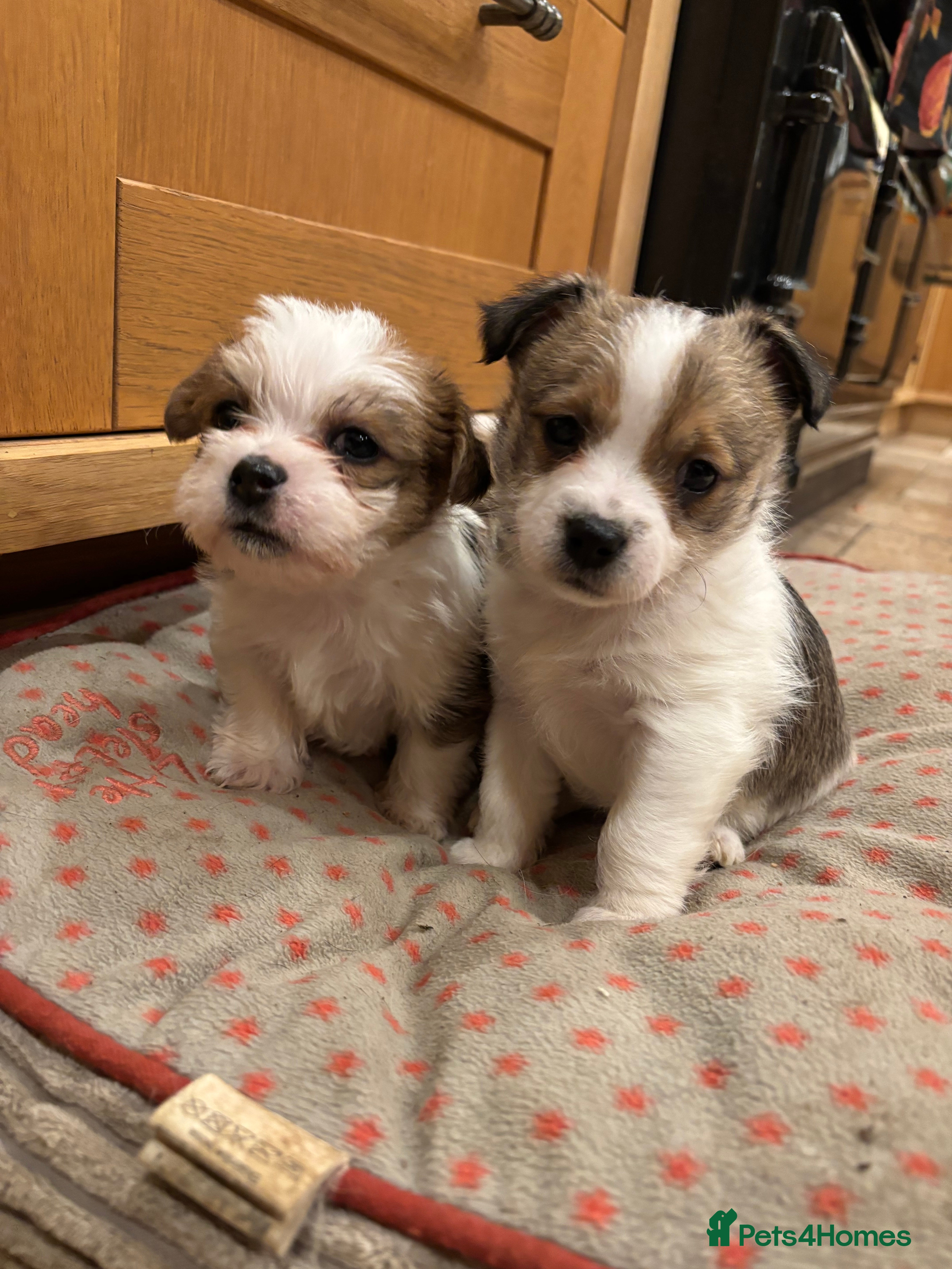 Mixed Breed dogs Adorable Puppies! - Advert 1