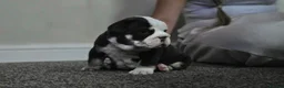 English Bulldog dogs for sale: Stunning English Bulldog Puppies in Stockport - Advert 3