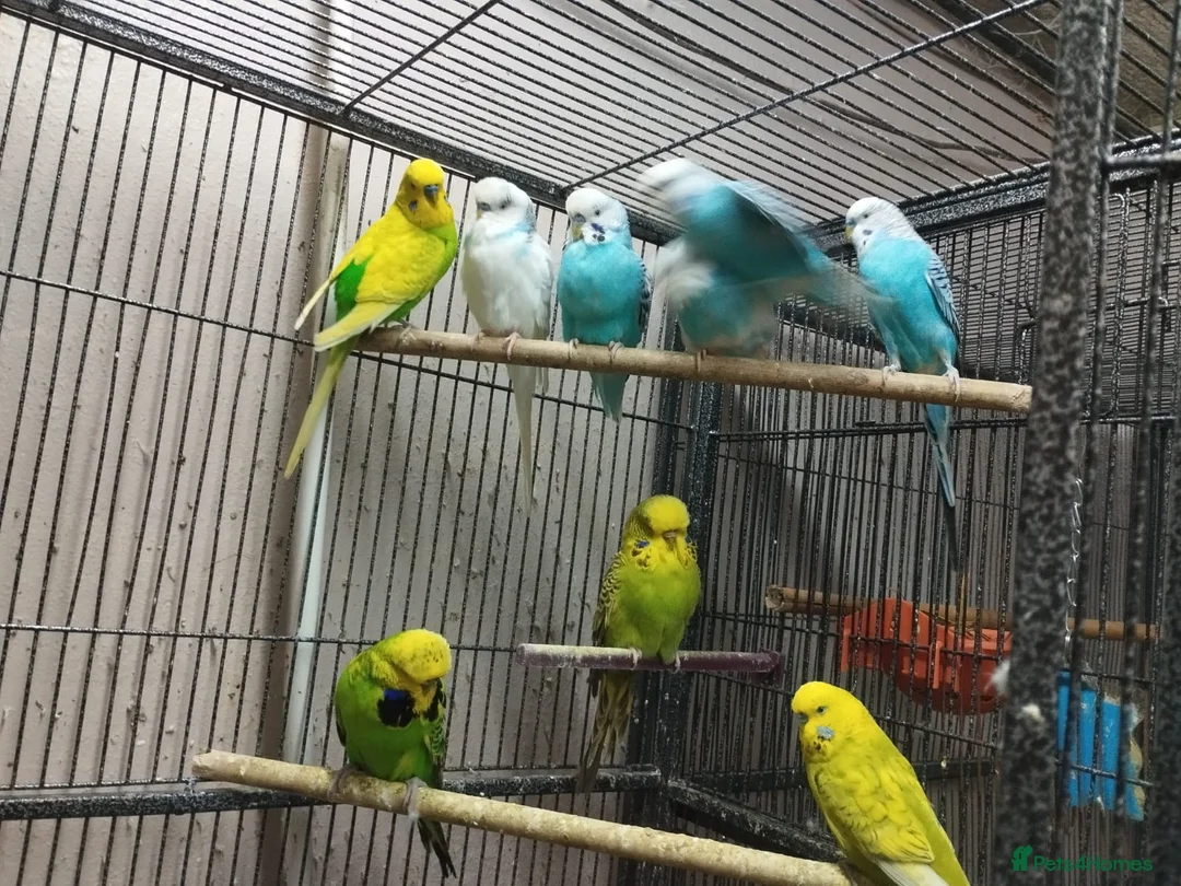 Budgerigars birds for sale: Young budgies for sale - Advert 11