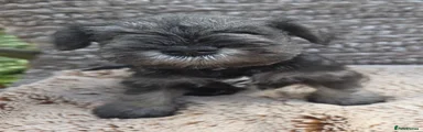 Miniature Schnauzer 1
