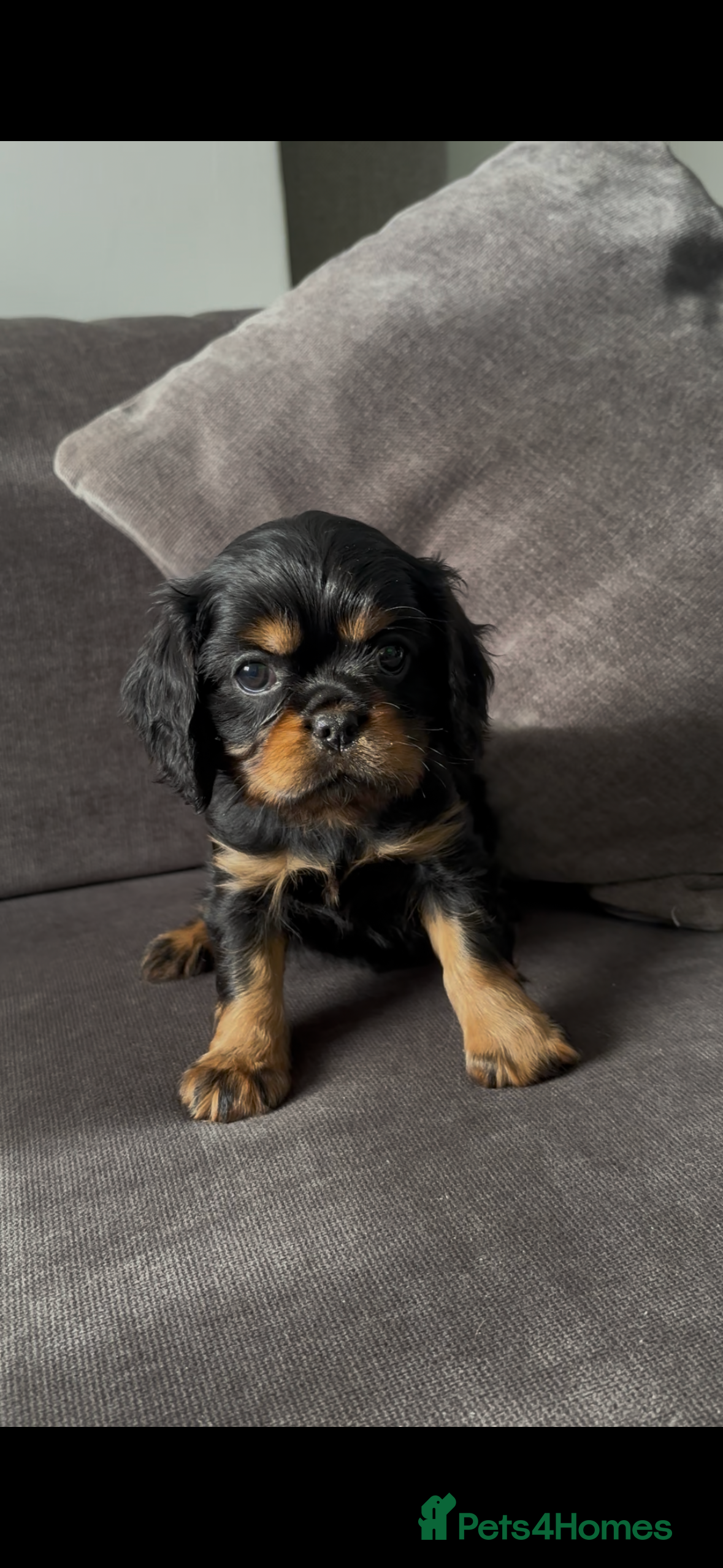 Cavalier King Charles Spaniel dogs Gorgeous KC Puppies Available  - Advert 17