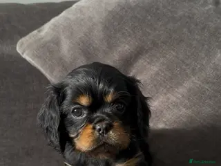 Cavalier King Charles Spaniel dogs Gorgeous KC Puppies Available - Advert 17