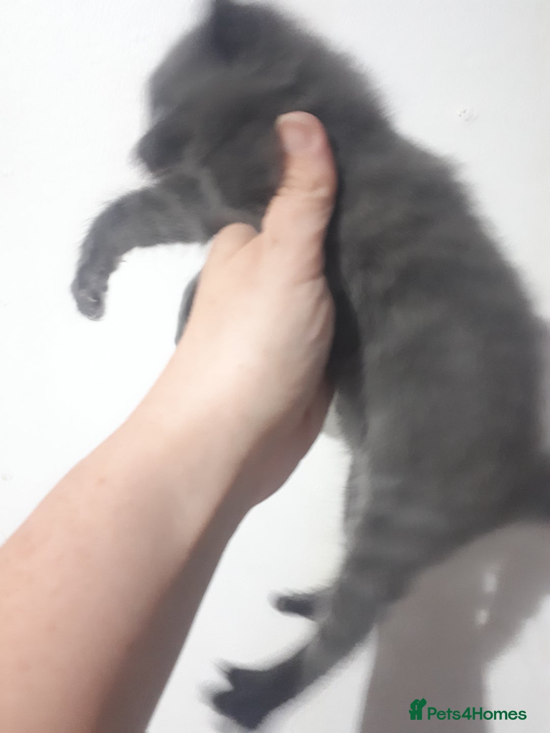 Bengal cats for sale: READY NOW 1 kitten left - Image 9