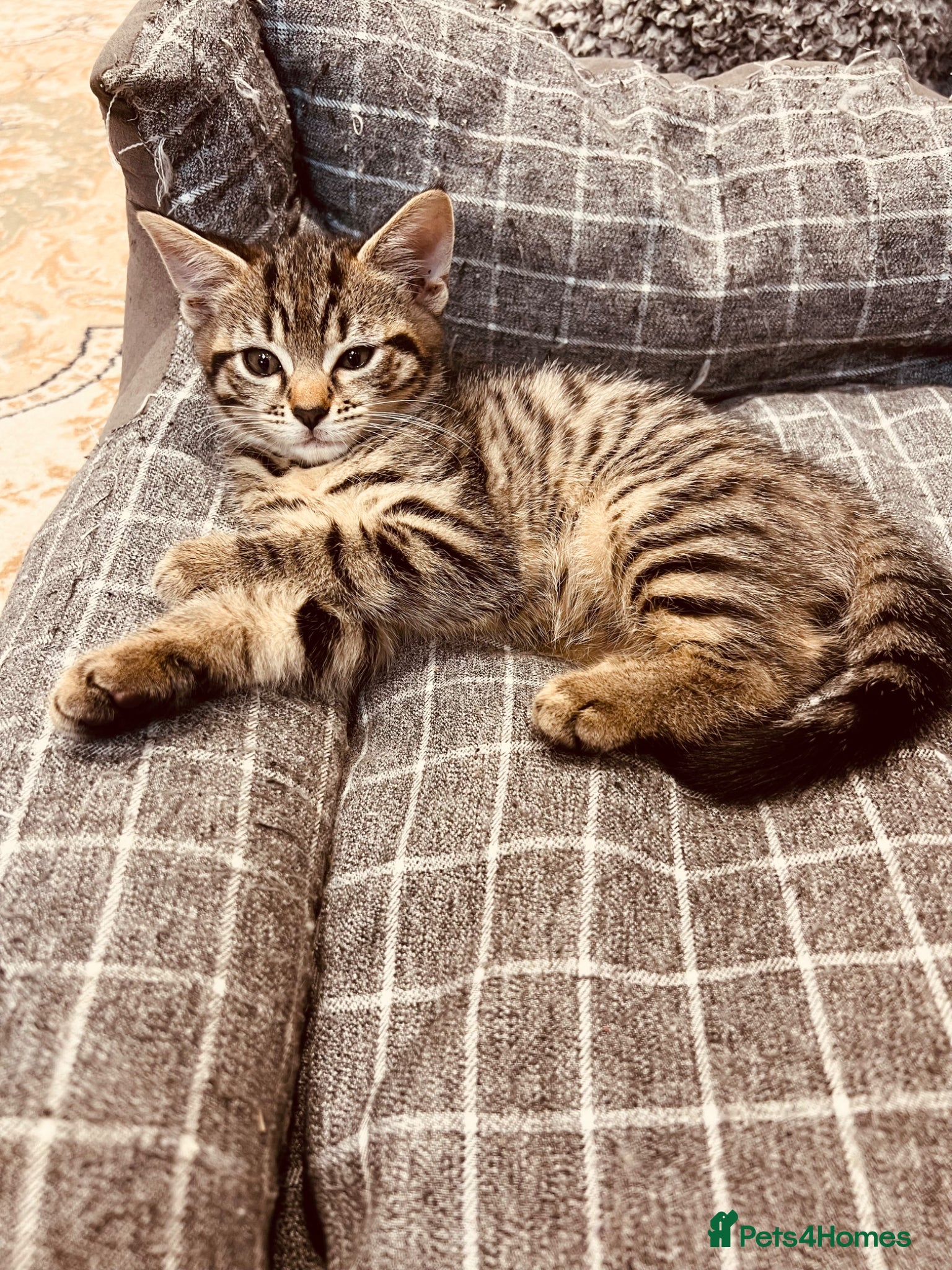 Mixed Breed cats Beautiful kittens available  - Advert 2