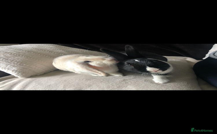 Cashmere Lop rabbits - Advert 1