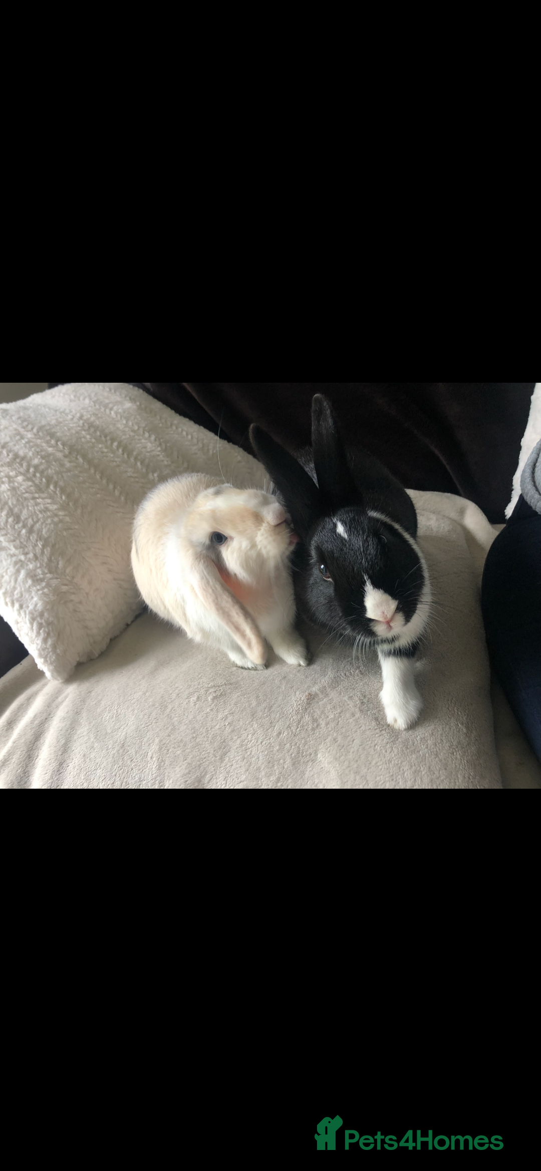 Cashmere Lop rabbits for sale: 2 Adorable rabbits best of friends - Image 1